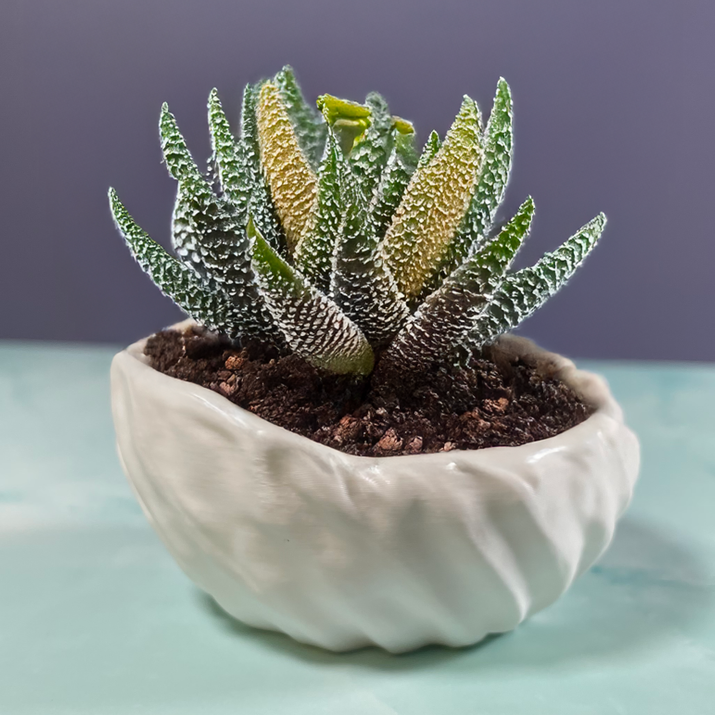 6 Sizes - 6 Color Options - Torus Fold Pot – Textured Planter for Plants, Multiple Sizes, with Drainage