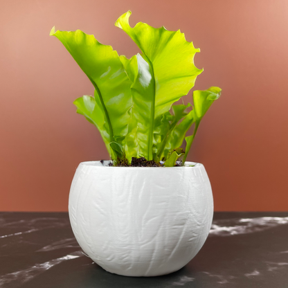 6 Sizes - 6 Color Options - Forest Whisper Pot – Textured Planter for Plants, Multiple Sizes, with Drainage