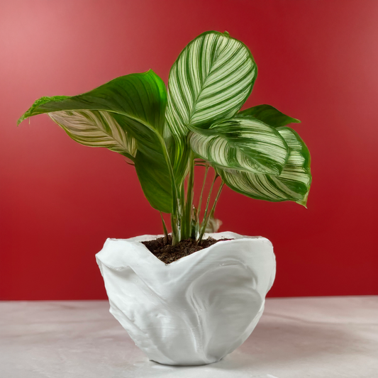 6 Sizes - 6 Color Options - Organic Bloom Vessel – Textured Planter for Plants, Multiple Sizes, with Drainage